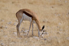 Springbok Antelope