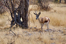 Springbok Antelope