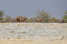 Red Hartebeest