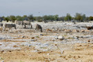 Burchell’s Zebra, Thomson’s Gazelle, Ostrich