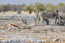 Thomson’s Gazelle, Burchell’s Zebra