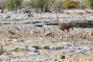 Thomson’s Gazelle, Ostrich