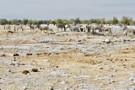 Thomson’s Gazelle, Burchell’s Zebra