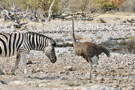 Burchell’s Zebra, Ostrich