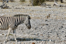 Burchell’s Zebra, Black-backed Jackal