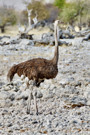 Ostrich