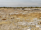 Burchell’s Zebra, Thomson’s Gazelle