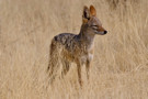 Black-backed Jackal