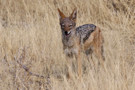 Black-backed Jackal