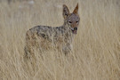 Black-backed Jackal