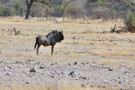 Wilidebeest