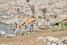 Black-headed Heron, Thomson’s Gazelle