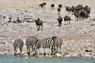 Helmeted Guineafowl, Wildebeest, Burchell’s Zebra