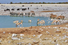 Wildebeest, Burchell's Zebra, Red Hartebeest, Thomson’s Gazelle