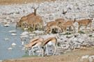 Red Hartebeest, Thomson’s Gazelle