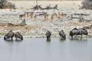 Red Hartebeest, Wildebeest