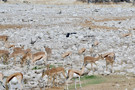 Red Hartebeest, Wildebeest, Pied Crow