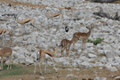 Red Hartebeest, Thomson’s Gazelle, Pied Crow