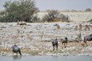 Wildebeest, Thomson’s Gazelle, Black-headed Heron, Red Hartebeest