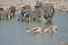 Thomson’s Gazelle, Burchell’s Zebra