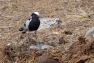 Blacksmith Lapwing