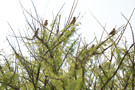 Yellow-throated Bush Sparrow