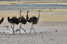 Ostrich, Thomson’s Gazelle