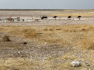 Ostrich, Thomson’s Gazelle