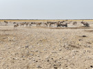 Zebra, Thomson’s Gazelle, Pied Crow, Burchell’s Zebra, Oryx