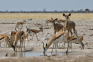 Thomson’s Gazelle, Kudu