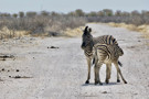 Burchell's Zebra