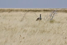 Kori Bustard