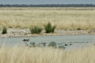 Greater Flamingo