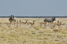 Burchell's Zebra, Thomson's Gazelle, Black-backed Jackal