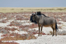 Wildebeest