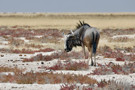 Wildebeest