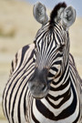 Burchell's Zebra