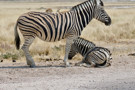 Burchell's Zebra