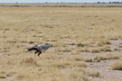 Secretary Bird