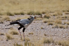 Secretary Bird