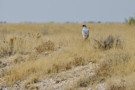 Gabar Goshawk