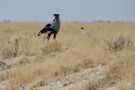 Secretary Bird, Gabar Goshawk