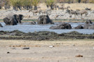 Burchell's Zebra, Thomson's Gazelle, Elephant