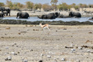 Elephant, Thomson’s Gazelle