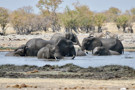 Elephant, Burchell's Zebra