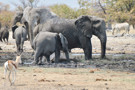 Elephant, Burchell's Zebra, Thomson’s Gazelle