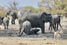 Elephant, Thomson’s Gazelle