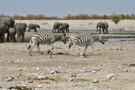 Elephant, Burchell's Zebra, Thomson’s Gazelle