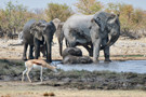 Elephant, Thomson’s Gazelle