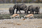 Elephant, Thomson’s Gazelle